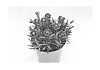 Dianthus%20sp.%20%27KLEDG13160%27