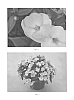 Impatiens%20hybrida%20hort%20%27SAKIMP031%27