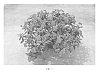 Impatiens%20hybrida%20hort.%20%27SAKIMP032%27