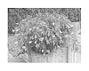 Begonia%20sp.%20%27KLEBG13465%27