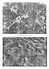 Begonia%20rex-cultorum%20%27St.%20Nick%27