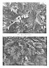 Begonia%20rex-cultorum%20%27St.%20Nick%27