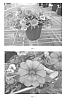 Calibrachoa%20spp.%20%27SAKCAL112%27