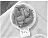 Capsicum%20annuum%20plant%20named%20%27SLP2B365%27