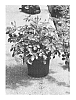 Rosa%20hybrida%20%27Chewallbell%27