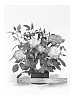 Rosa%20hybrida%20%27WEKstohoco%27