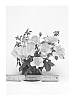 Rosa%20hybrida%20%27WEKnewchi%27