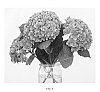 Hydrangea%20macrophylla%20%27B-003%27