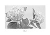 Hydrangea%20macrophylla%20%27Inspire%27