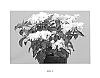 Hydrangea%20macrophylla%20%27B-001%27