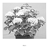 Hydrangea%20macrophylla%20%27Spike%27