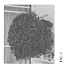 Chrysanthemum%20x%20morifolium%20Ramat.%20%27Zanmuhots%27