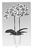 Phalaenopsis%20Blume%20%27PHALDUZAH%27