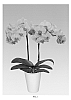 Phalaenopsis%20Blume%20%27PHALIFQUDI%27