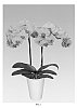 Phalaenopsis%20Blume%20%27PHALIFQUDI%27