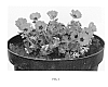 Geranium%20cinereum%20%27Noortsalmon%27