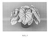 Caladium%20x%20hortulanum%20%27Fiesta%27