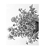 Campanula%20glomerata%20%27Chico%20Rosa%27