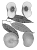 Prunus%20persica%20%27Sauzee%20Jewel%27