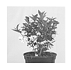 Weigela%20florida%20%27Velda%27