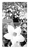 Mandevilla%20hybrida%20%27SUNPARAMAKUHO%27