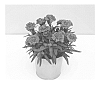 Dianthus%20caryophyllus%20%27KLEDP14206%27