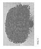 Chrysanthemum%20x%20morifolium%20Ramat.%20%27Zanmumajes%27
