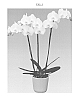 Phalaenopsis%20hybrida%20%27Lively%27