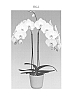 Phalaenopsis%20hybrida%20%27Late%20Frost%27