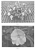 Impatiens%20hybrida%20hort%20%27SAKIMP035%27