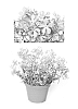 Phlox%20hybrida%20%27PHL090401%27
