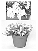Phlox%20hybrida%20%27PHL091601%27