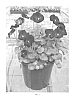 Viola%20x%20hybrida%20%27SMEV5%27