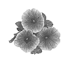 Petunia%20x%20hybrida%20%27Duesurgrap%27