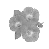 Petunia%20x%20hybrida%20%27Dueswehopl%27