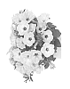 Petunia%20x%20hybrida%20%27Dueplusopimo%27