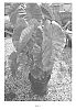 Colocasia%20esculenta%20%27Morning%20Dew%27