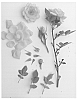 Rosa%20hybrid%20%27Poulpah073%27