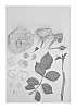Rosa%20hybrida%20%27KORbamflu%27