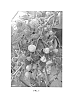 Rubus%20idaeus%20%27Koplinberry%27