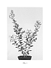 Lagerstroemia%20indica%20%27Milaperl%27