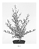 Lagerstroemia%20indica%20%27Milabla%27
