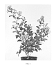 Lagerstroemia%20indica%20%27Milavio%27