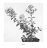 Lagerstroemia%20indica%20%27Milarosa%27