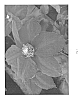 Clematis%20lanuginosa%20%27BFCCSAR%27
