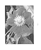 Clematis%20hybrid%20%27YAKU26%27