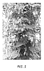 Humulus%20lupulus%20%27LD1817%27