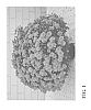 Chrysanthemum%20x%20morifolium%20Ramat.%20%27Zanmupumpkin%27