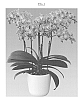 Phalaenopsis%20hybrida%20%27Birdie%27