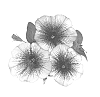 Petunia%20x%20hybrida%20%27Dueswegi14%27